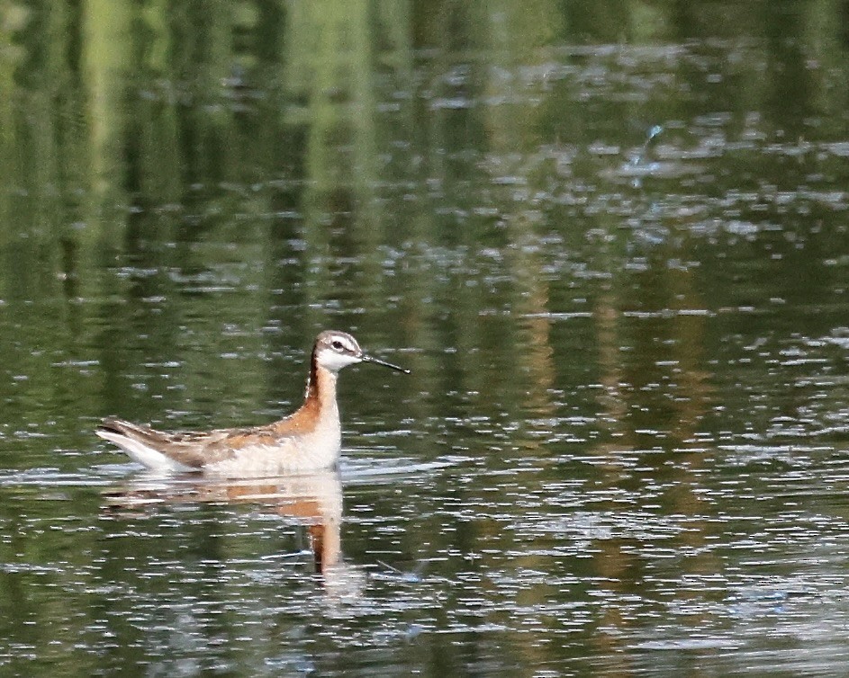Wilson's Phalarope - ML637953265