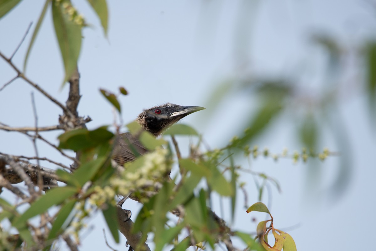 Helmeted Friarbird (Hornbill) - ML637953280