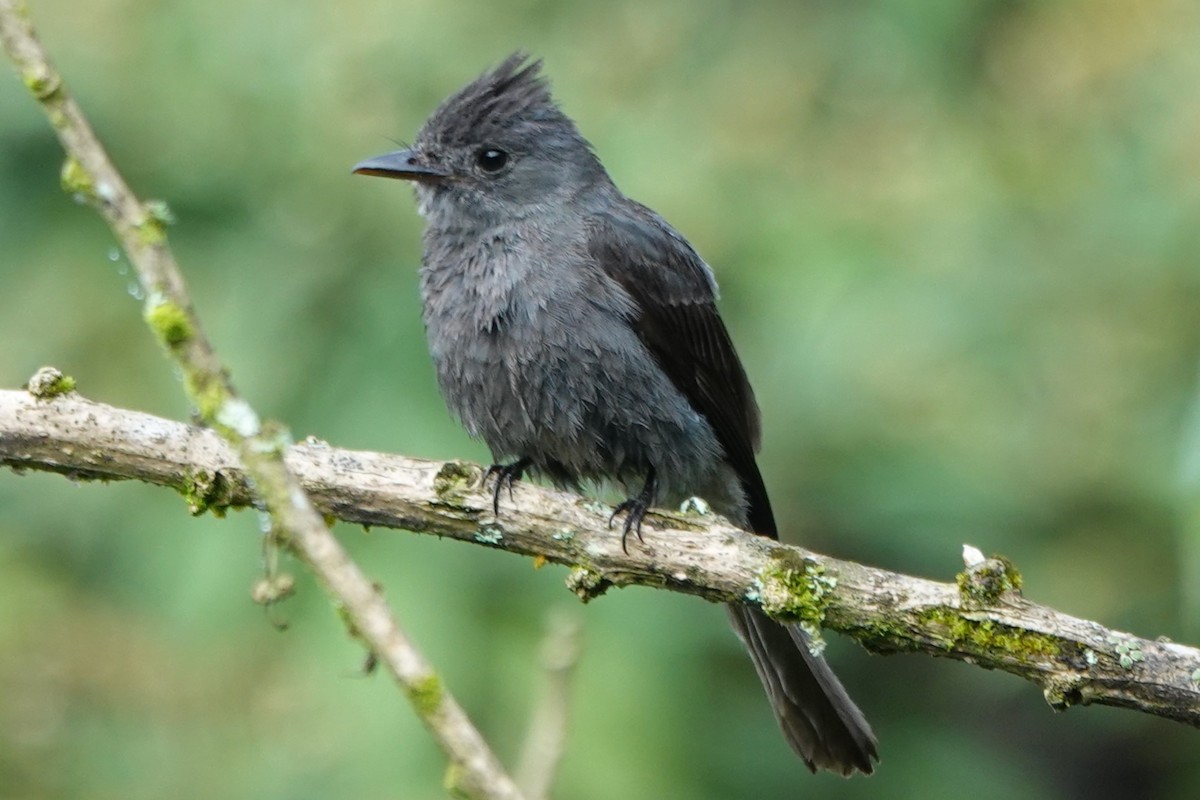Smoke-colored Pewee - ML637953345