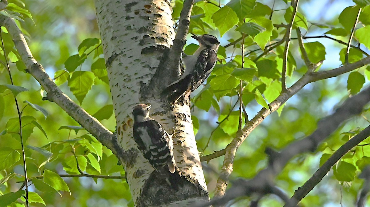 Downy Woodpecker - ML637953350