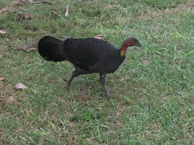 Australian Brushturkey - ML637953382