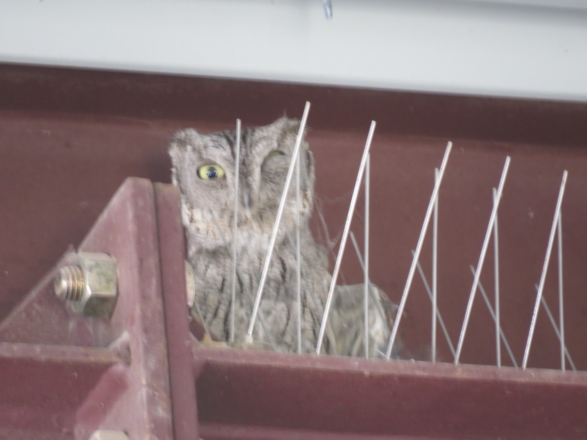 Western Screech-Owl - ML637953384
