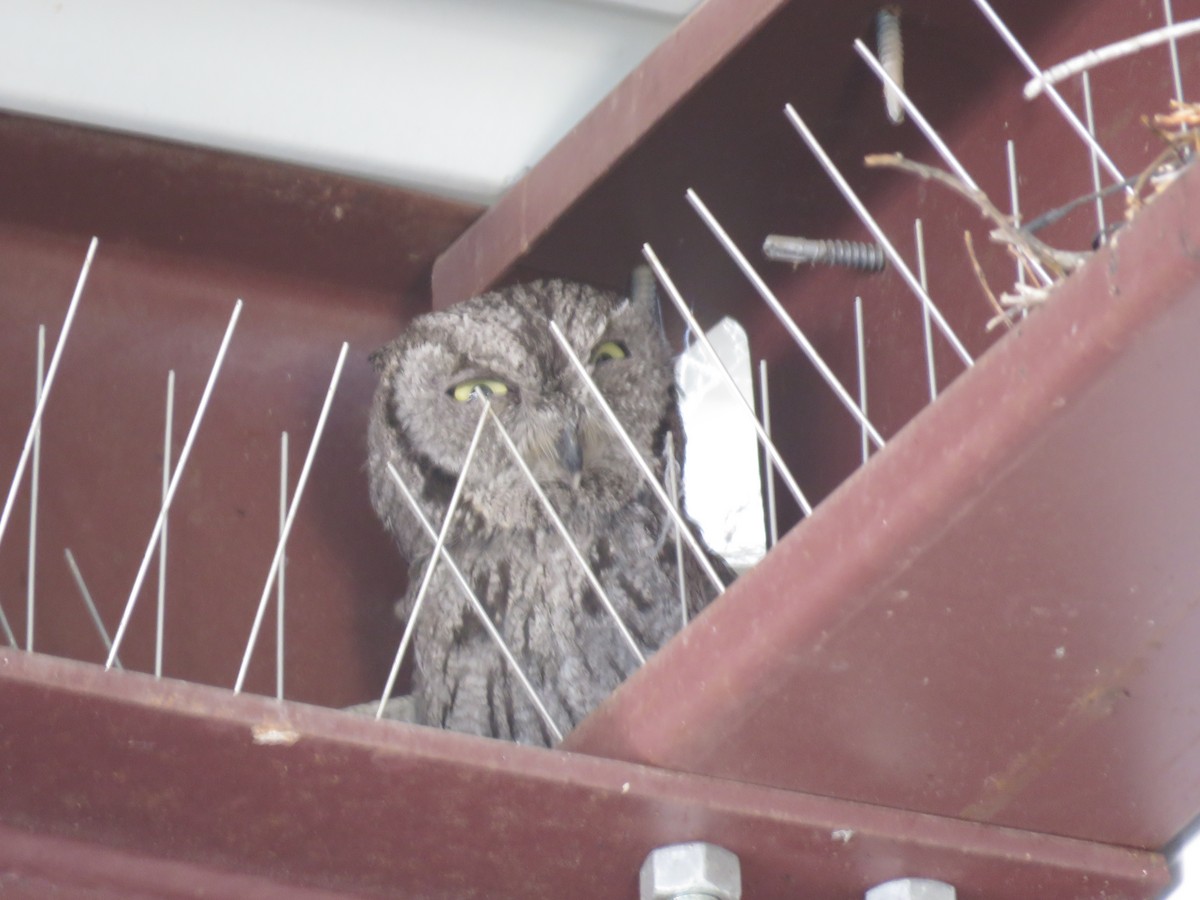 Western Screech-Owl - ML637953385