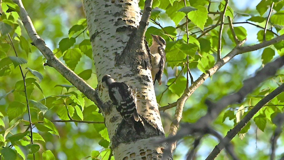 Downy Woodpecker - ML637953386