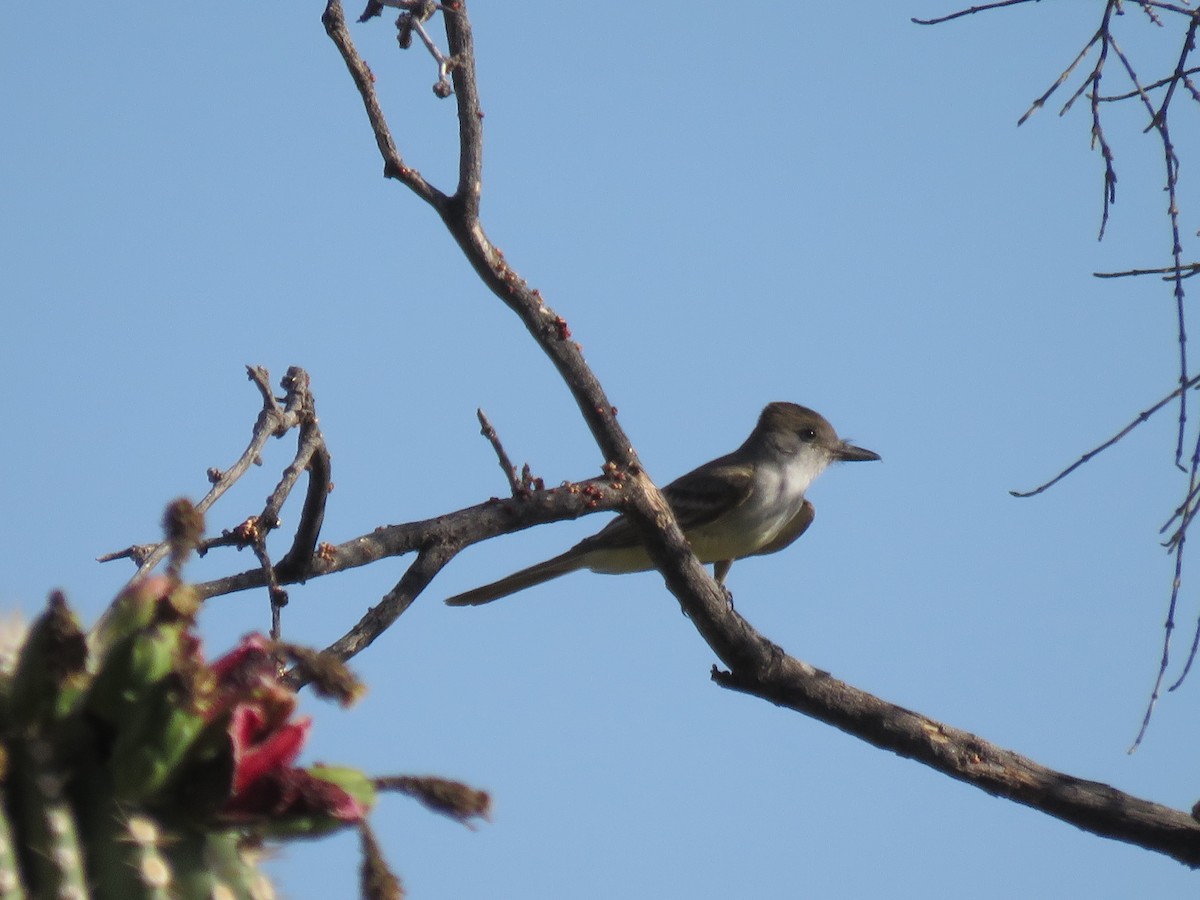 Brown-crested Flycatcher - ML637953391