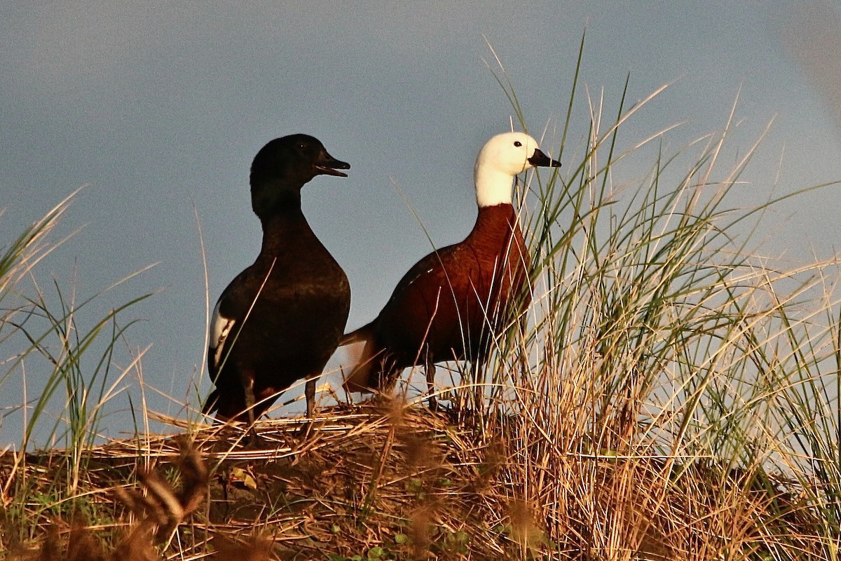 Paradise Shelduck - ML637953397
