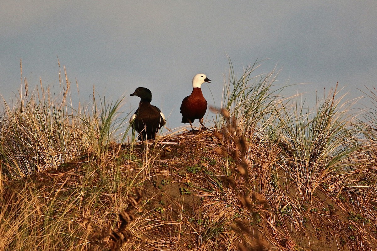 Paradise Shelduck - ML637953399