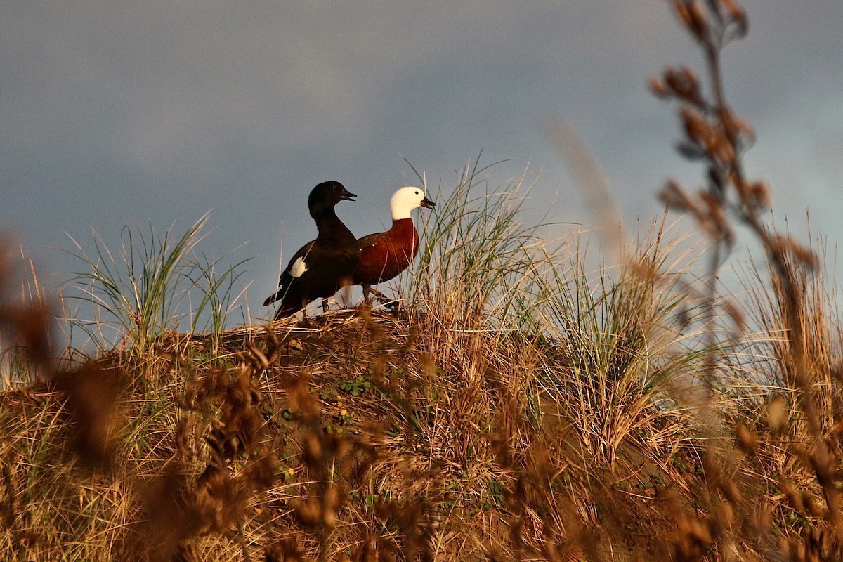 Paradise Shelduck - ML637953400