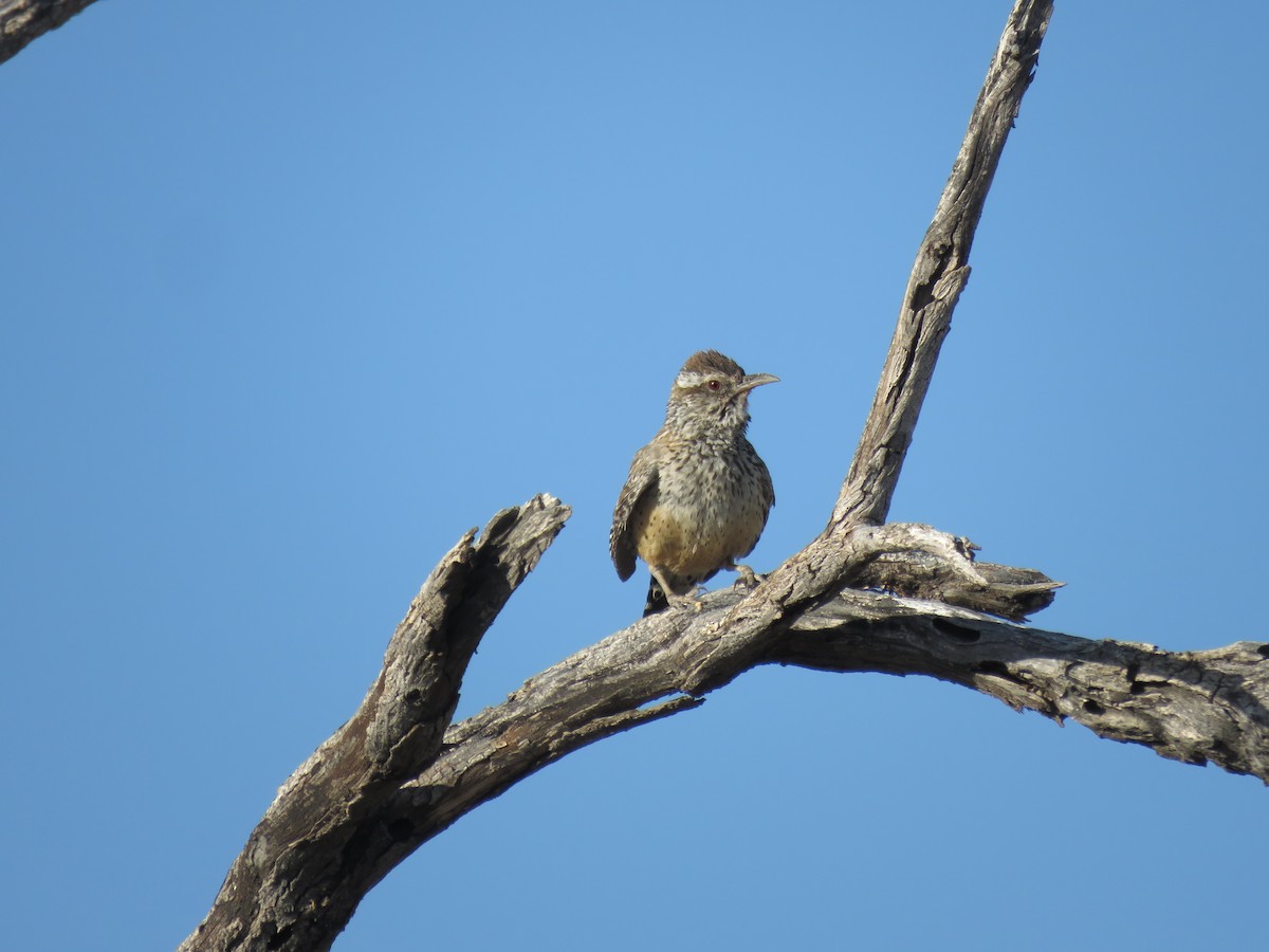 Cactus Wren - ML637953402