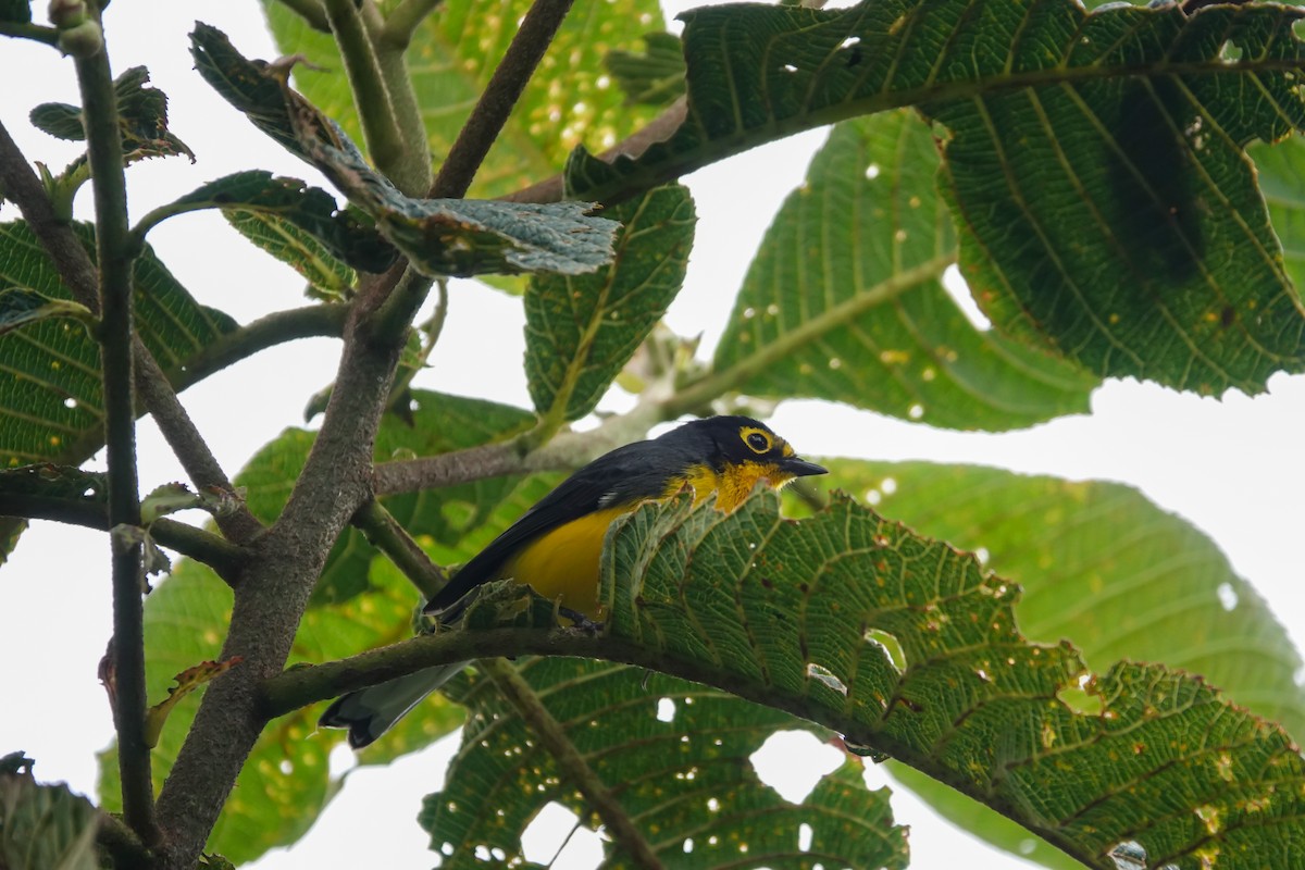 Spectacled Redstart - ML637953411