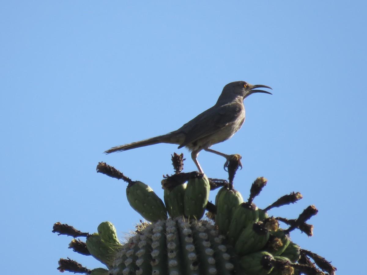 Curve-billed Thrasher - ML637953413