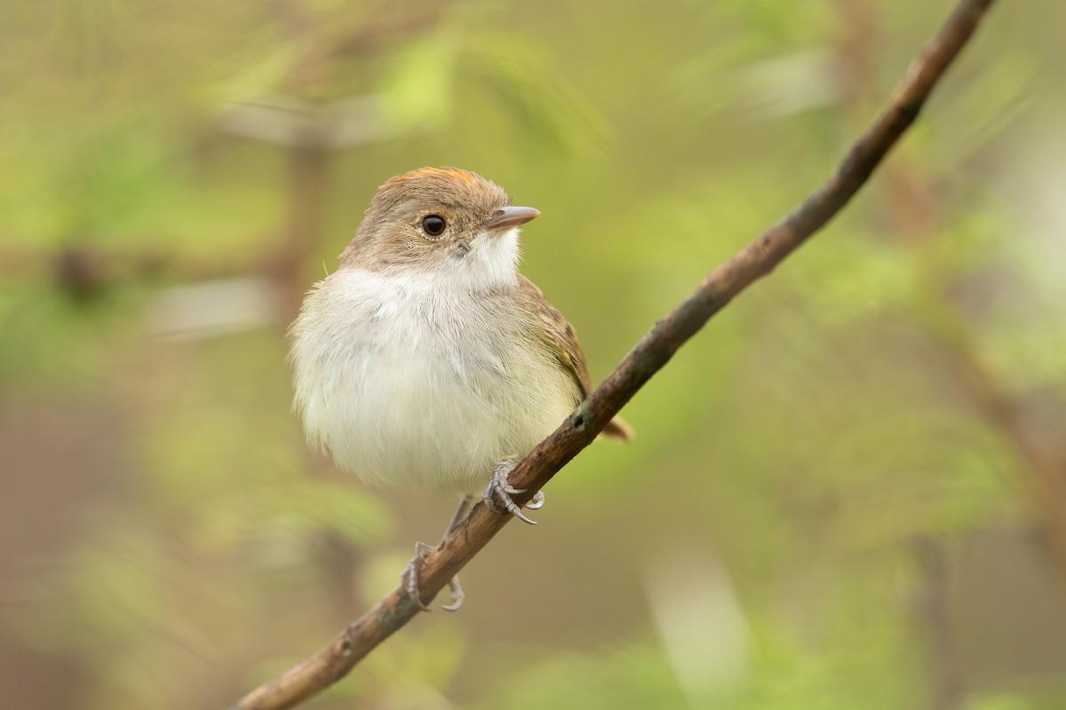 Fulvous-crowned Scrub-Tyrant - ML637953415