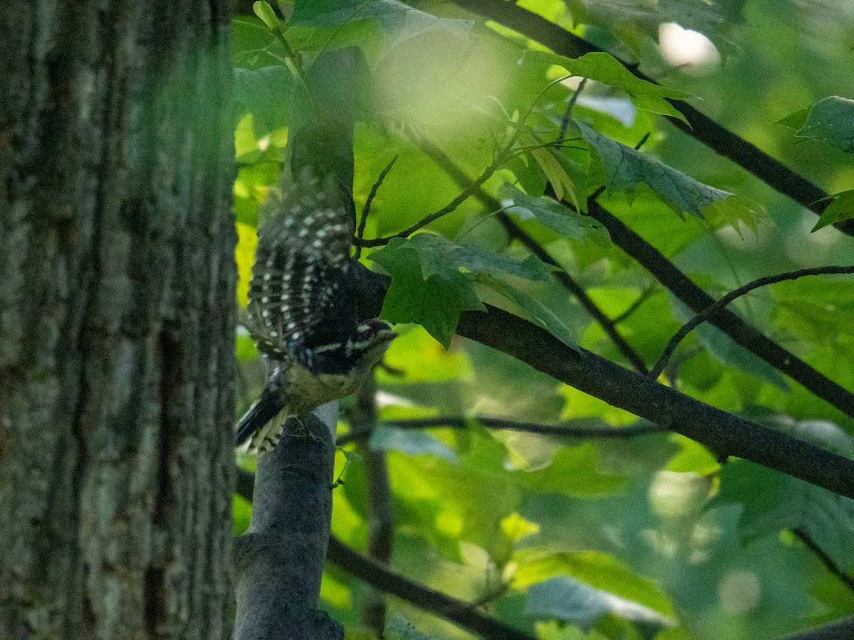 Downy Woodpecker - ML637953464