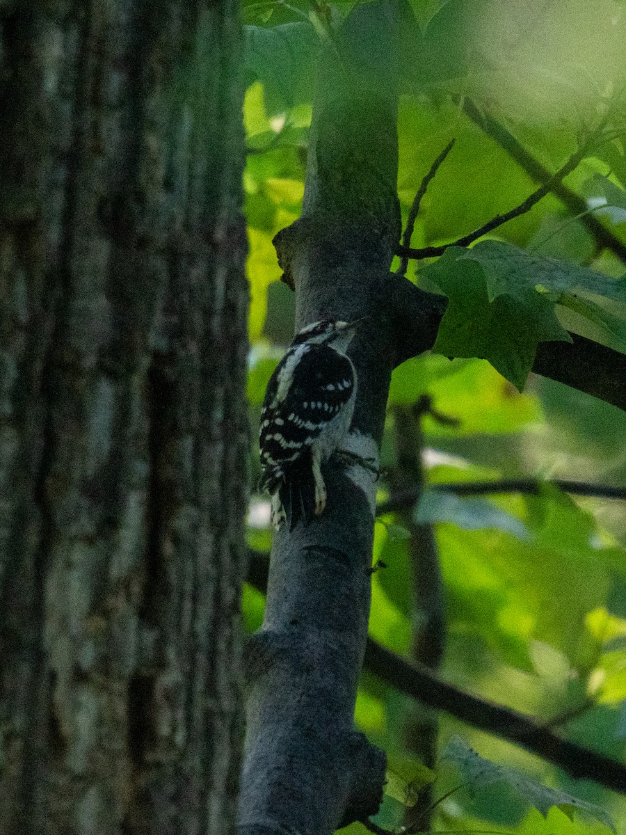 Downy Woodpecker - ML637953465