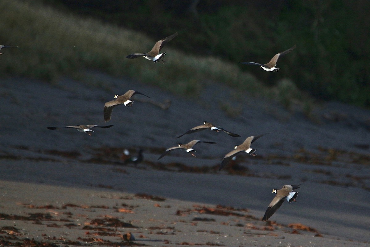 Masked Lapwing - ML637953485