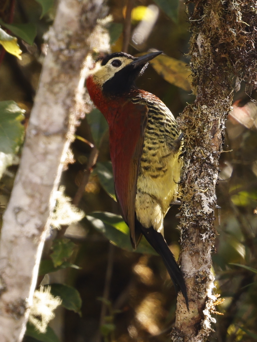 Crimson-mantled Woodpecker (Crimson-mantled) - ML637953493