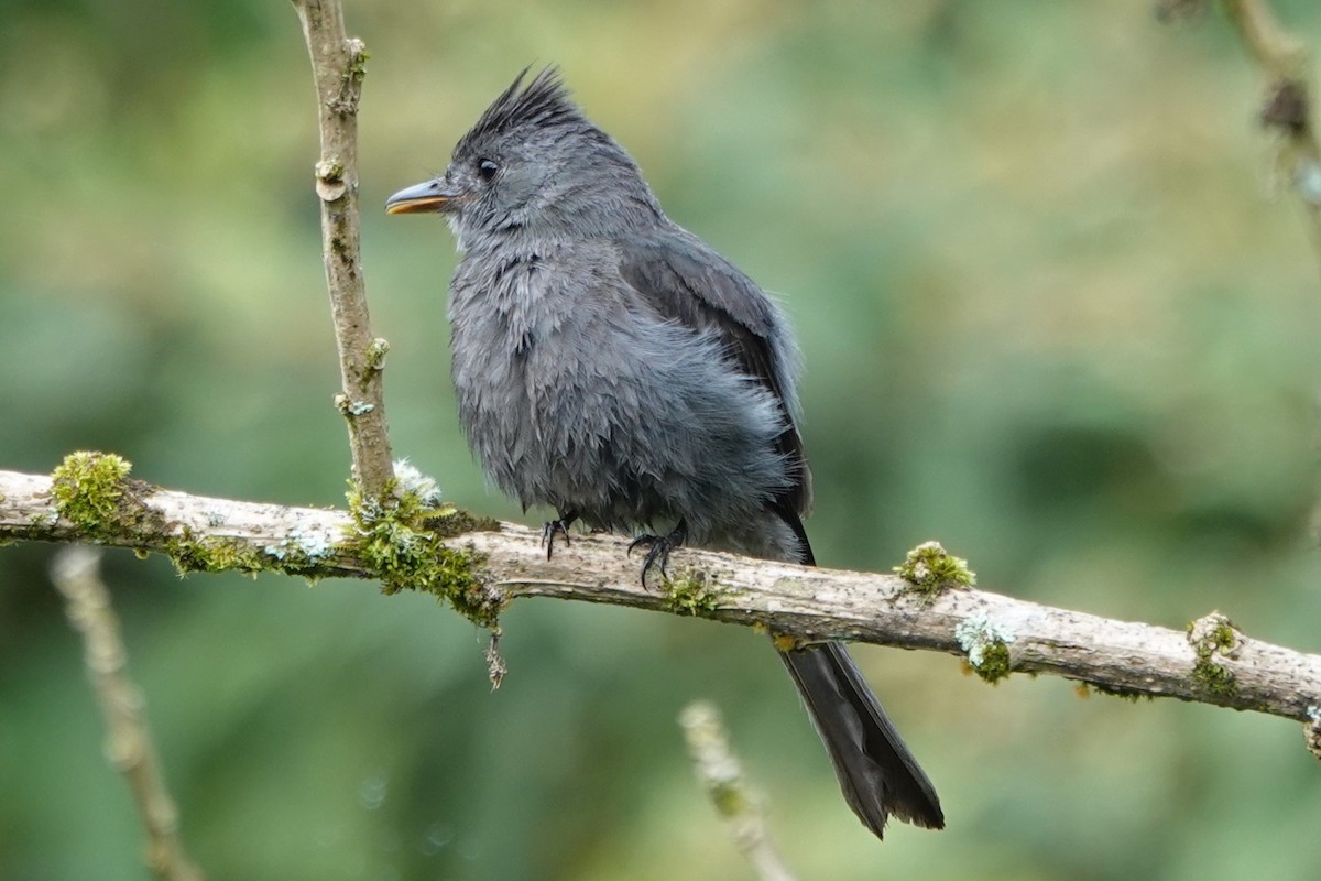 Smoke-colored Pewee - ML637953494