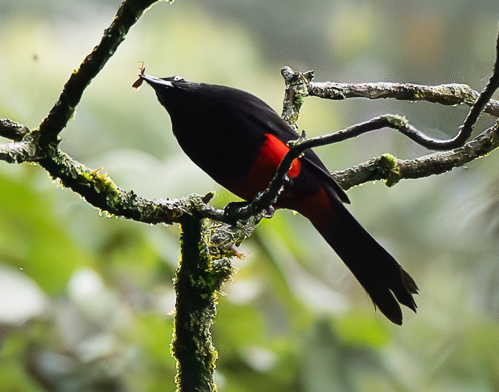 Red-bellied Grackle - ML637953501