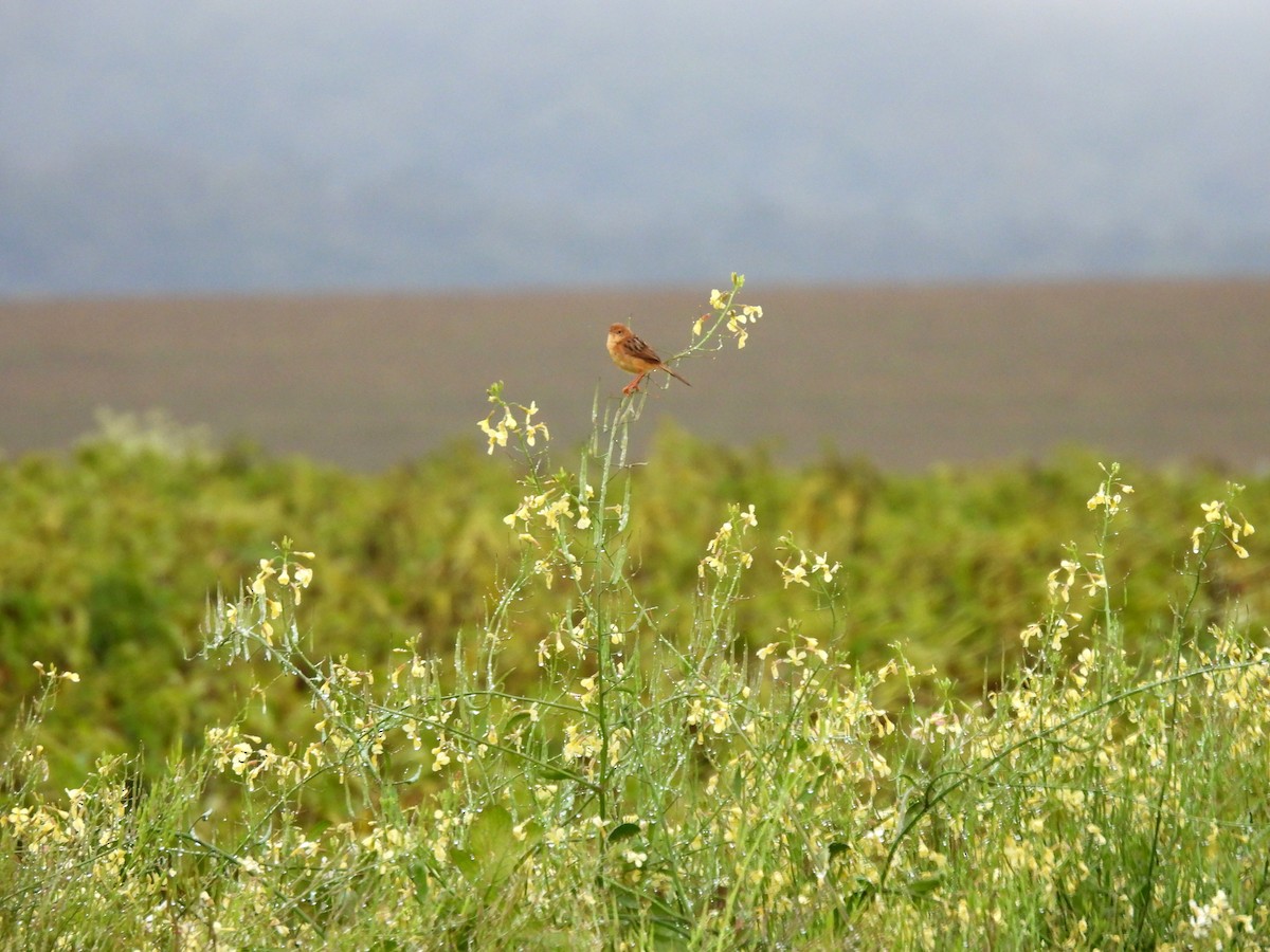 Golden-headed Cisticola - ML637953510