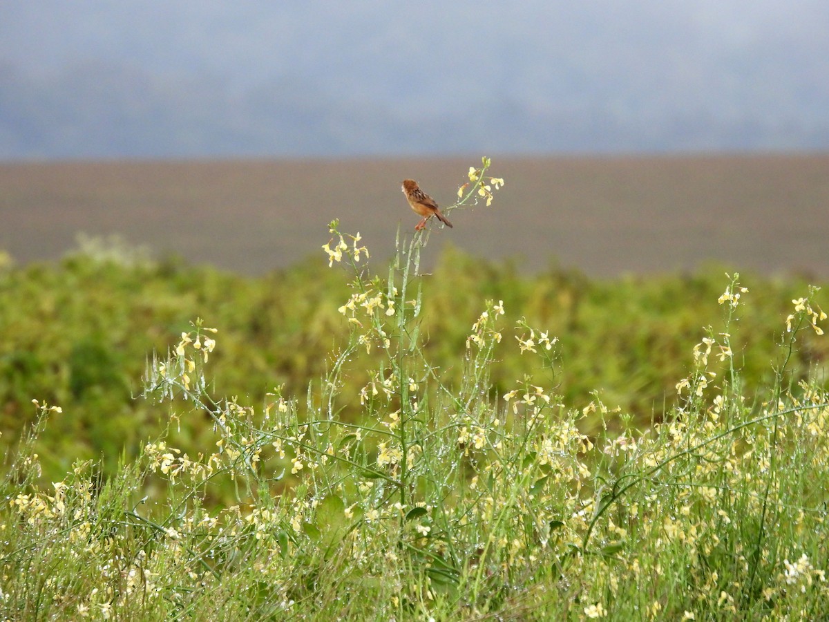 Golden-headed Cisticola - ML637953511