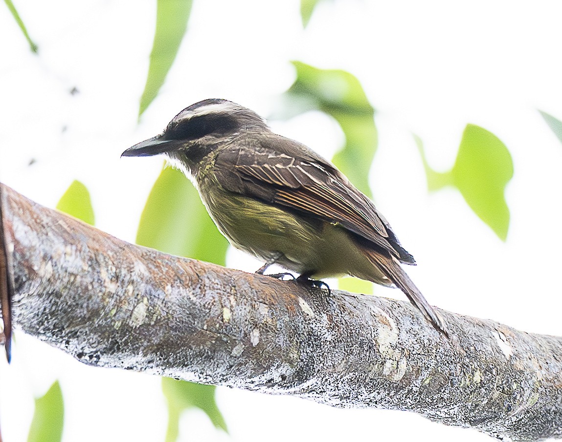 Golden-bellied Flycatcher - ML637953523