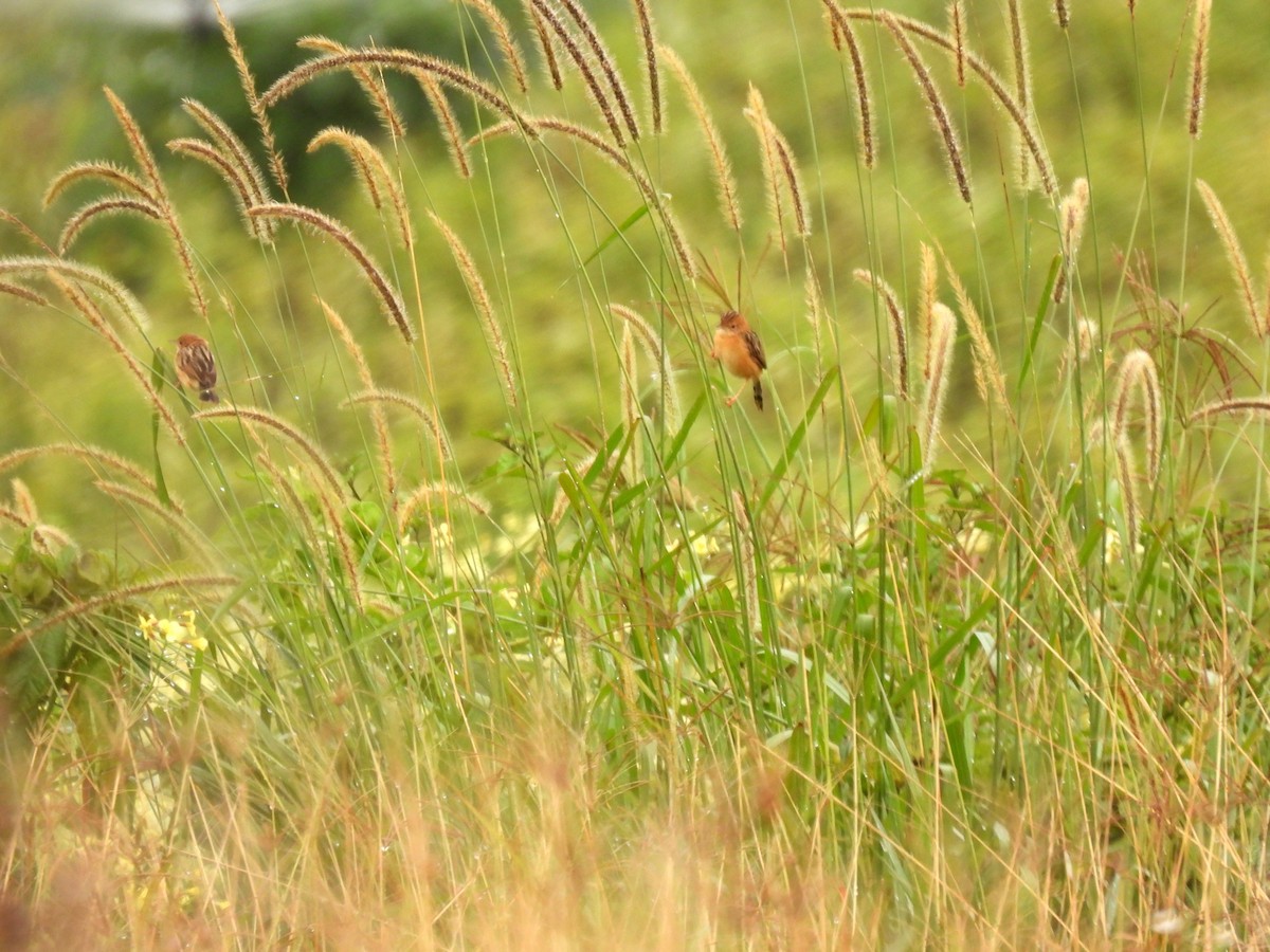 Golden-headed Cisticola - ML637953538