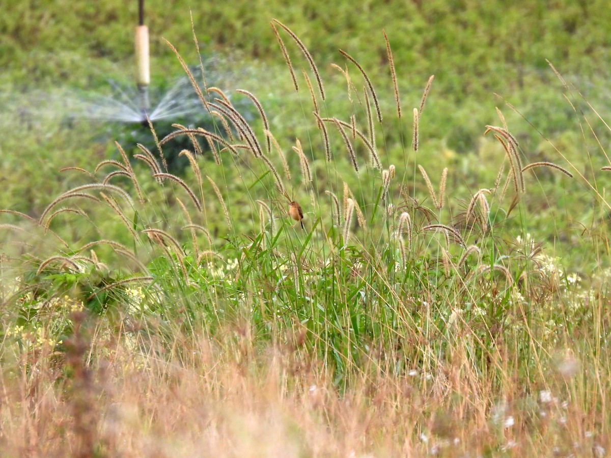 Golden-headed Cisticola - ML637953539