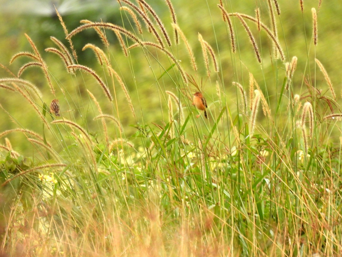 Golden-headed Cisticola - ML637953540