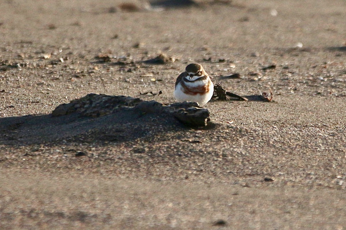 Double-banded Plover - ML637953547