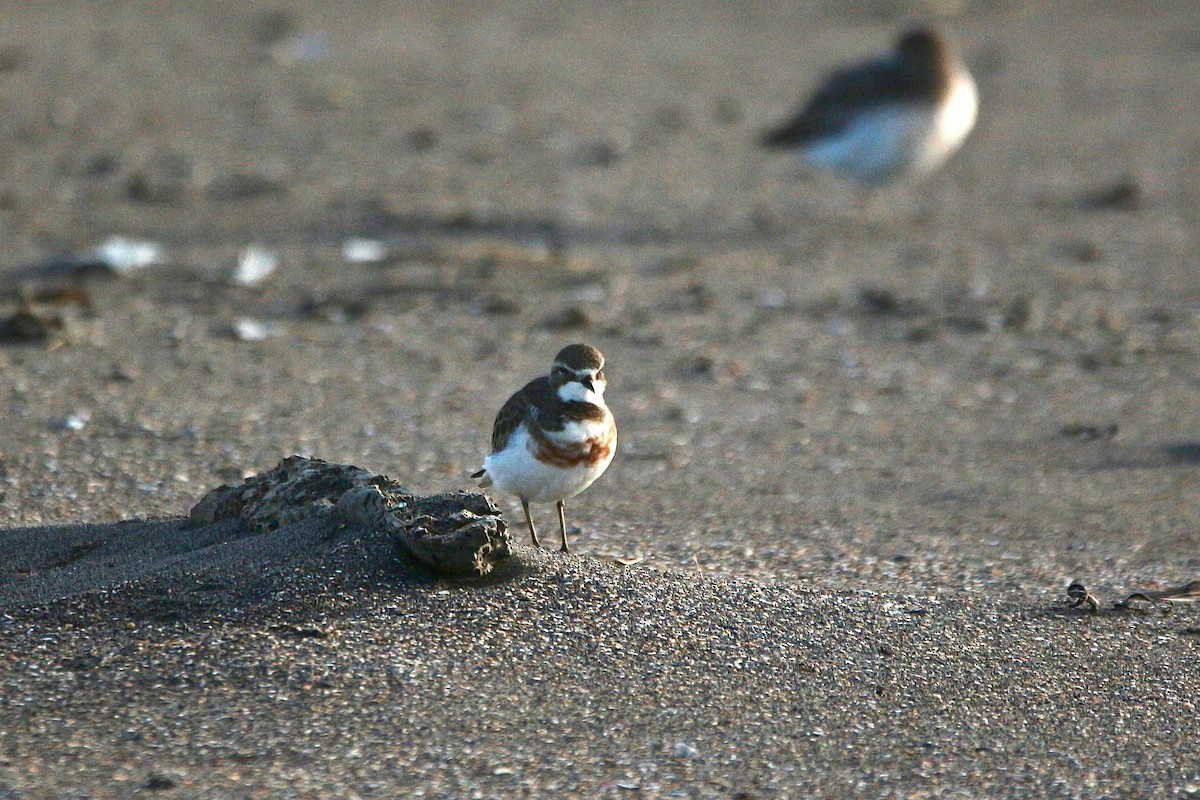 Double-banded Plover - ML637953548