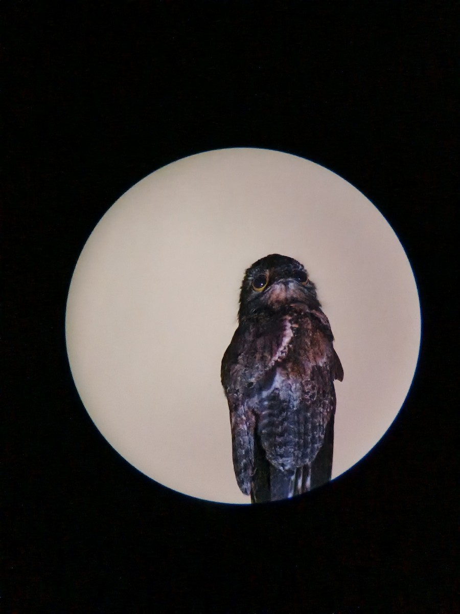 Common Potoo - ML637953561