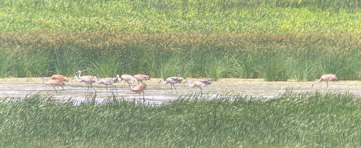 Sandhill Crane - ML637953586