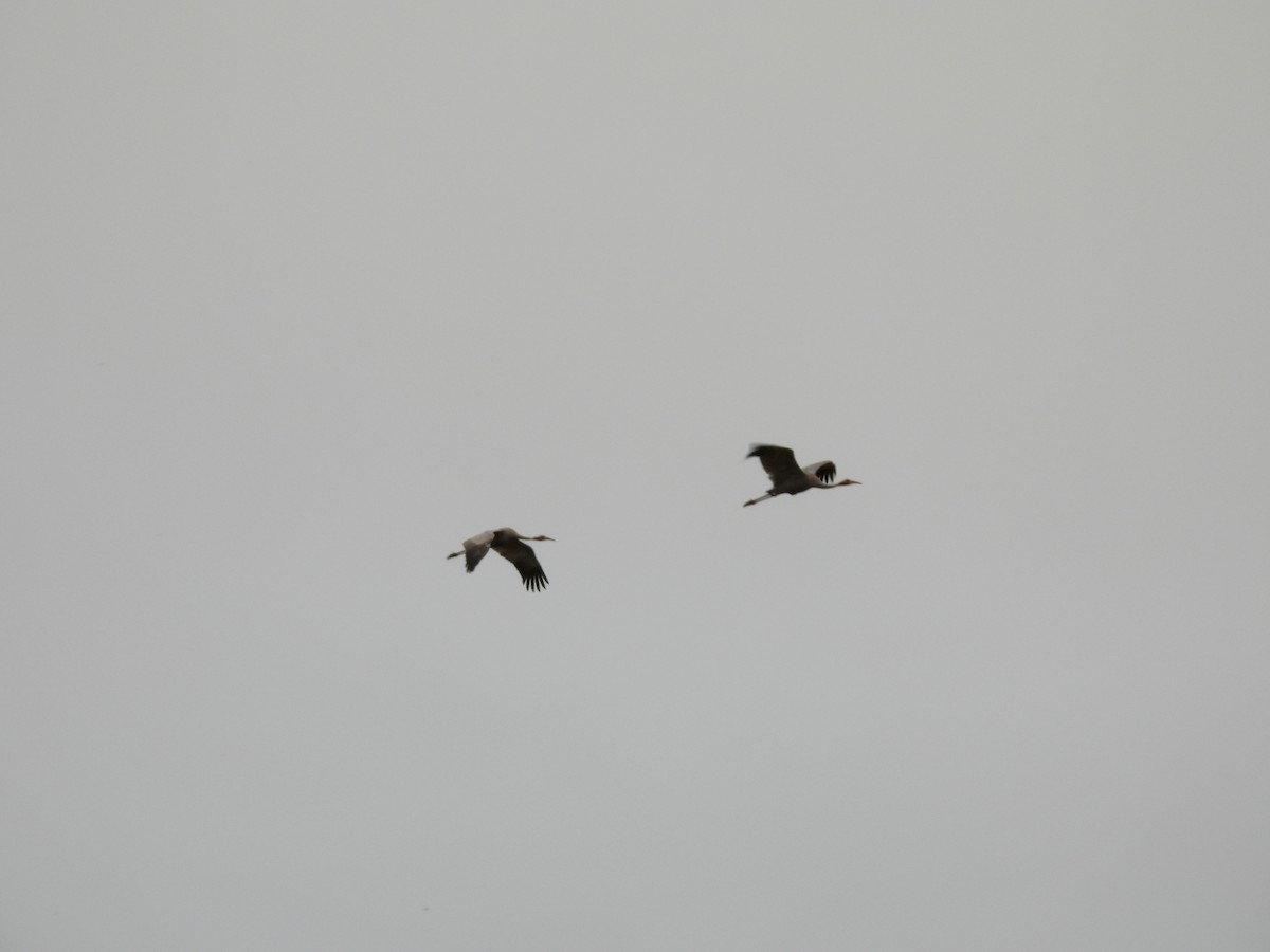 Brolga - ML637953589