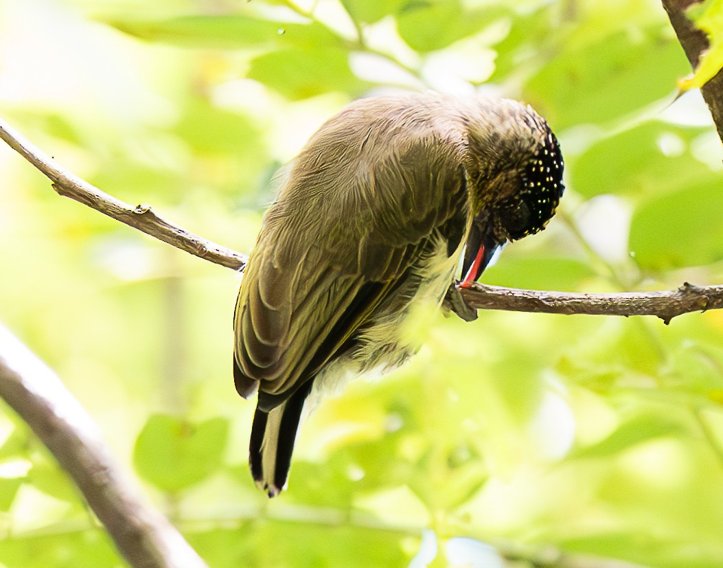 Grayish Piculet - ML637953592