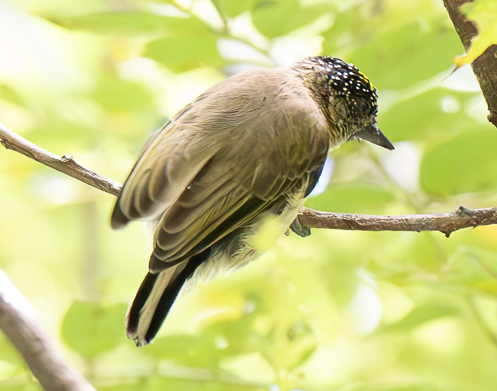 Grayish Piculet - ML637953594