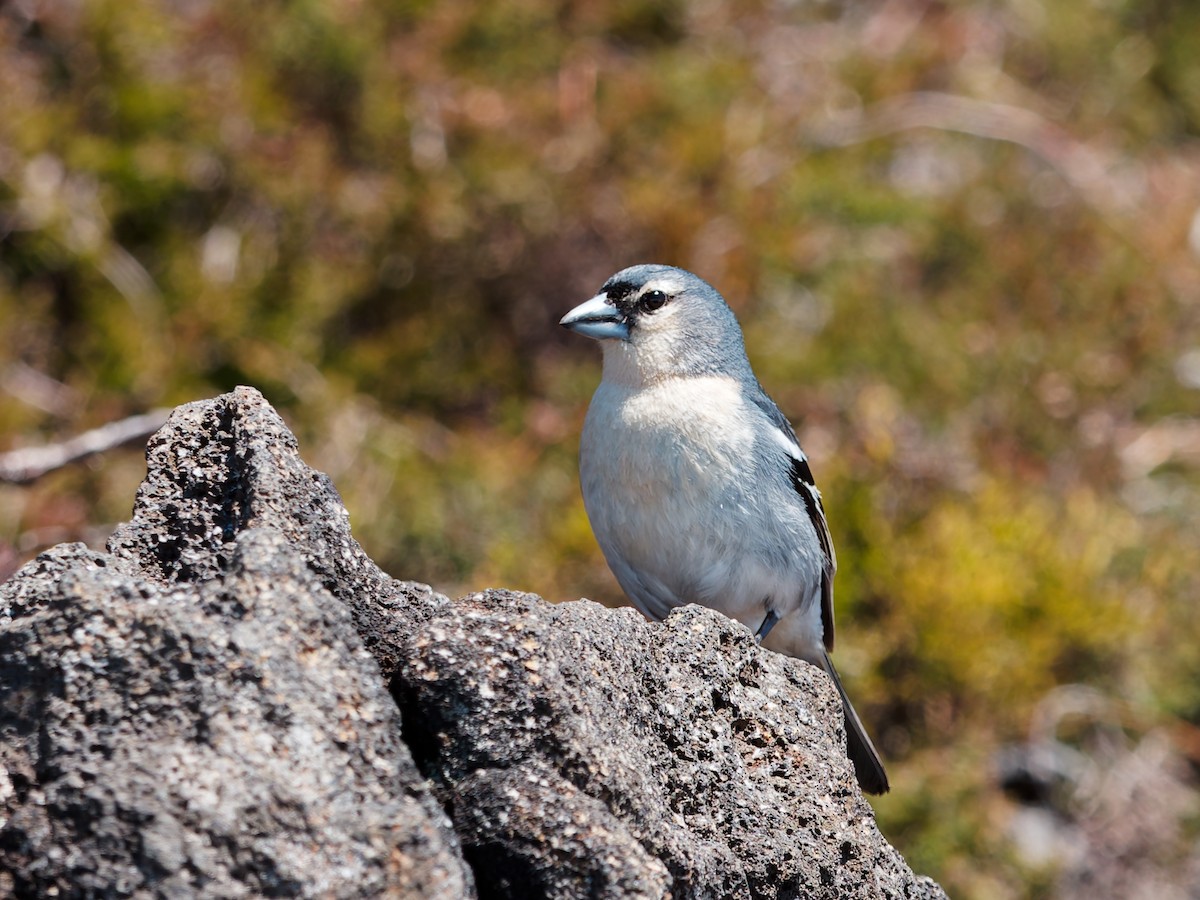 Azores Chaffinch - ML637953601