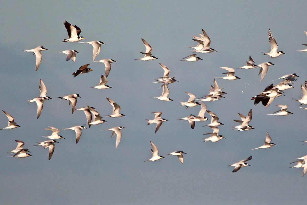 White-fronted Tern - ML637953616