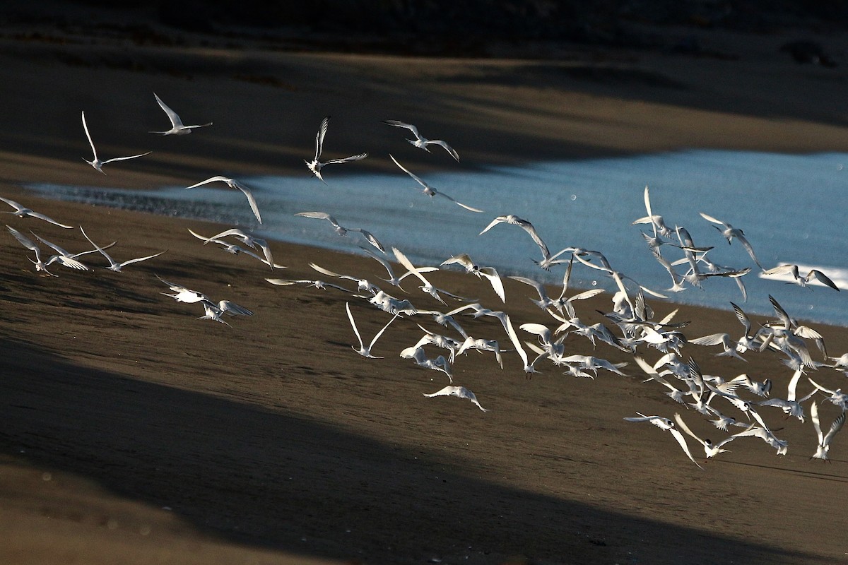 White-fronted Tern - ML637953617