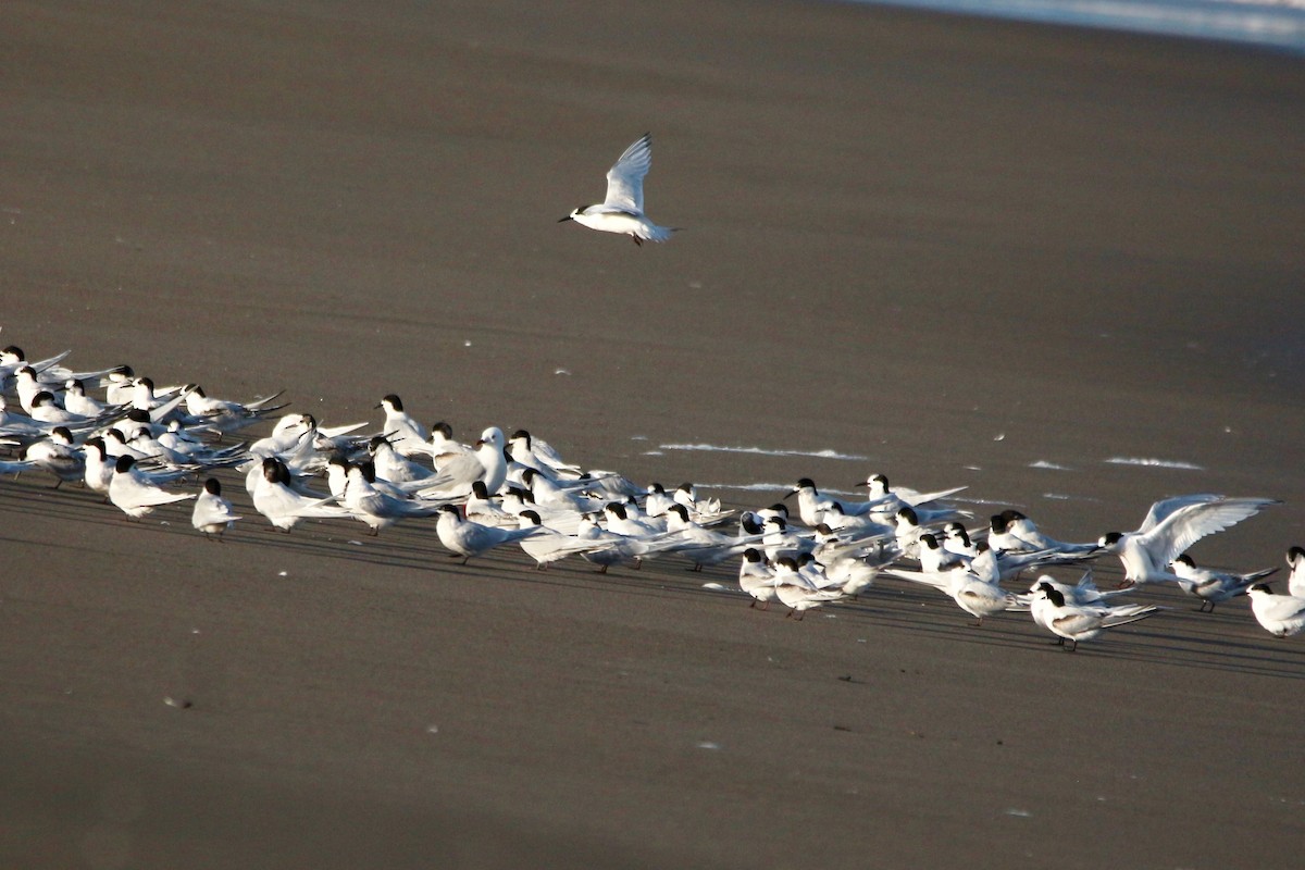 White-fronted Tern - ML637953618