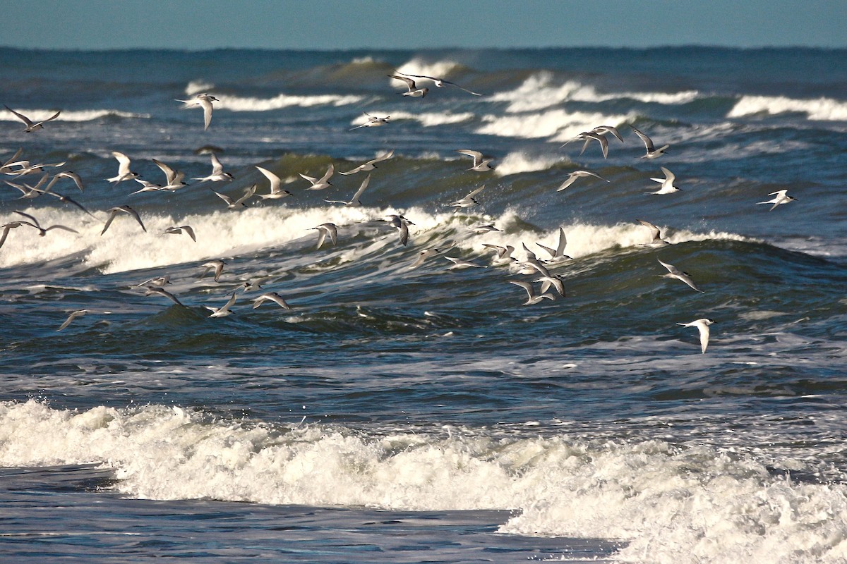 White-fronted Tern - ML637953620