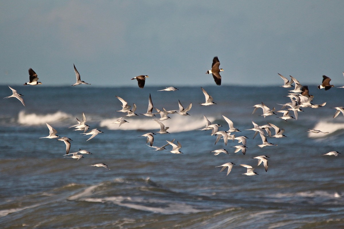 White-fronted Tern - ML637953648