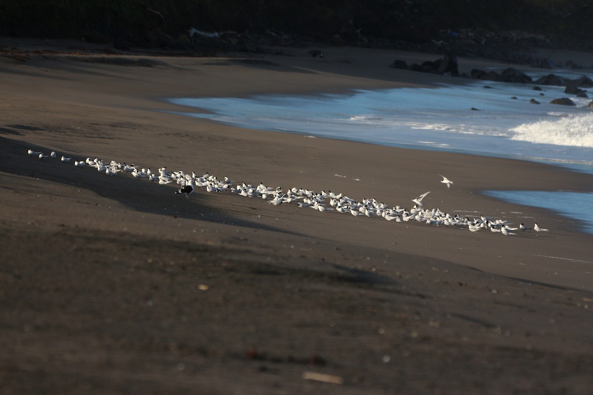 White-fronted Tern - ML637953657