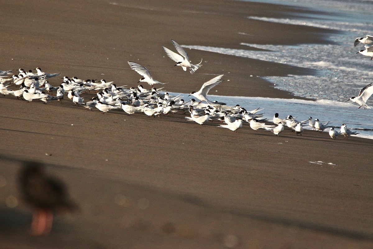 White-fronted Tern - ML637953658