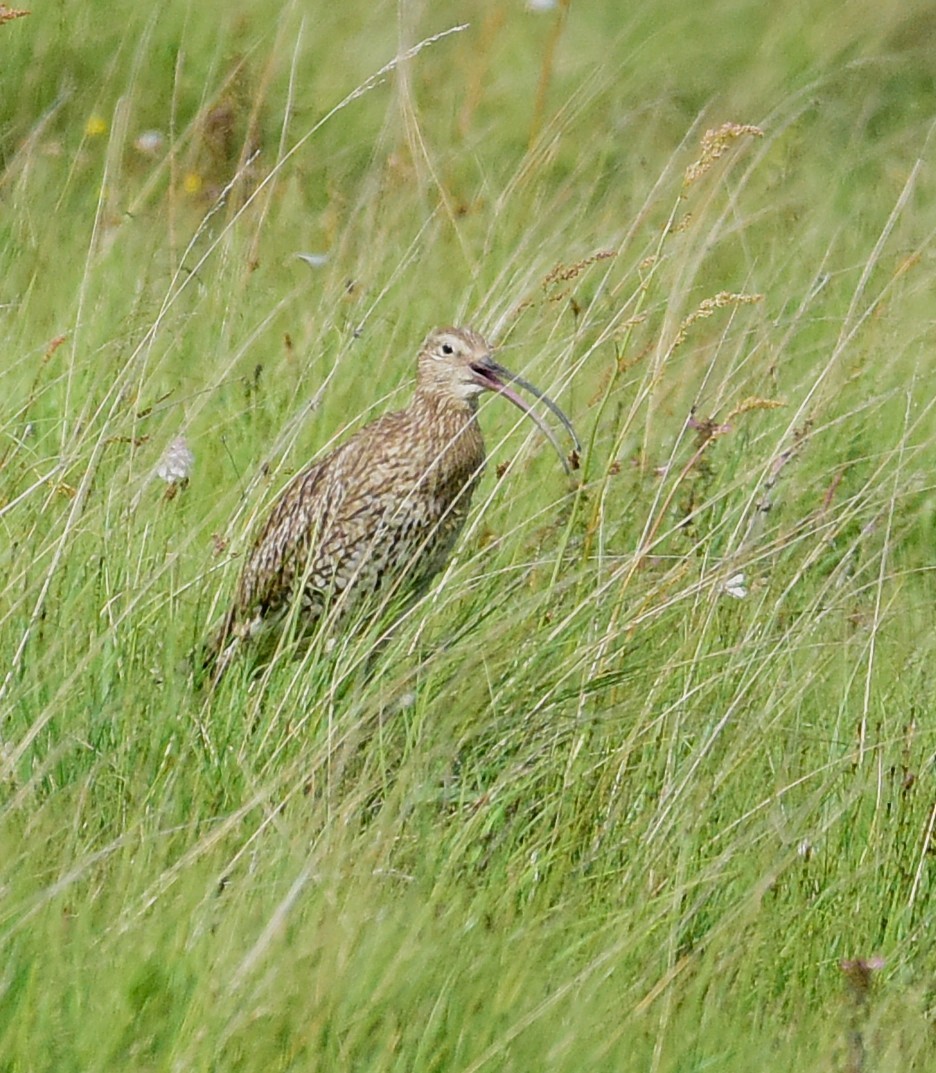Eurasian Curlew - ML637953700