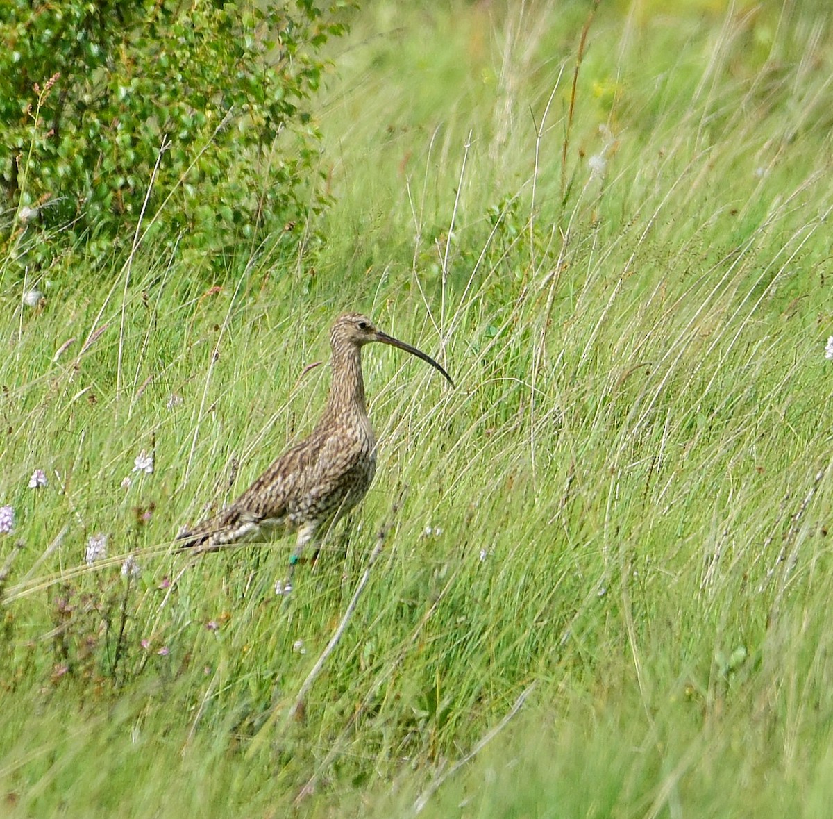 Eurasian Curlew - ML637953701