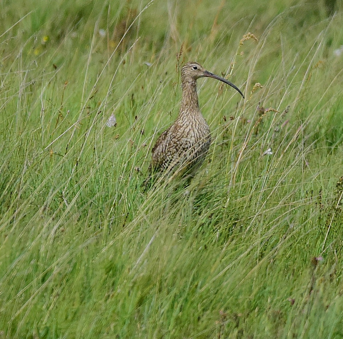 Eurasian Curlew - ML637953702