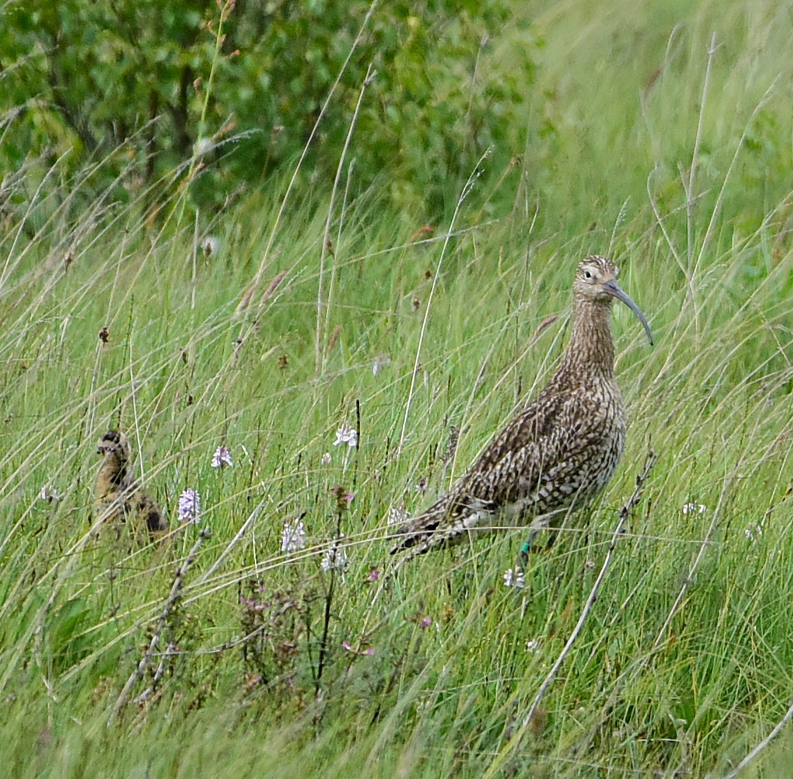 Eurasian Curlew - ML637953703