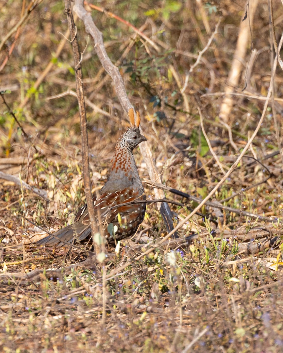 Elegant Quail - ML637953754