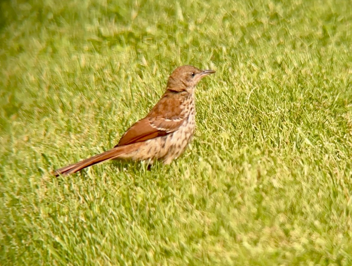 Brown Thrasher - ML637953817
