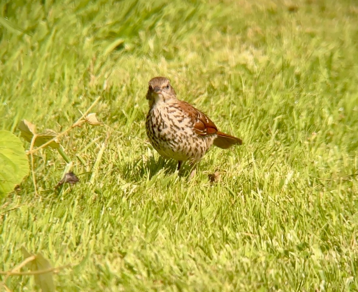 Brown Thrasher - ML637953818